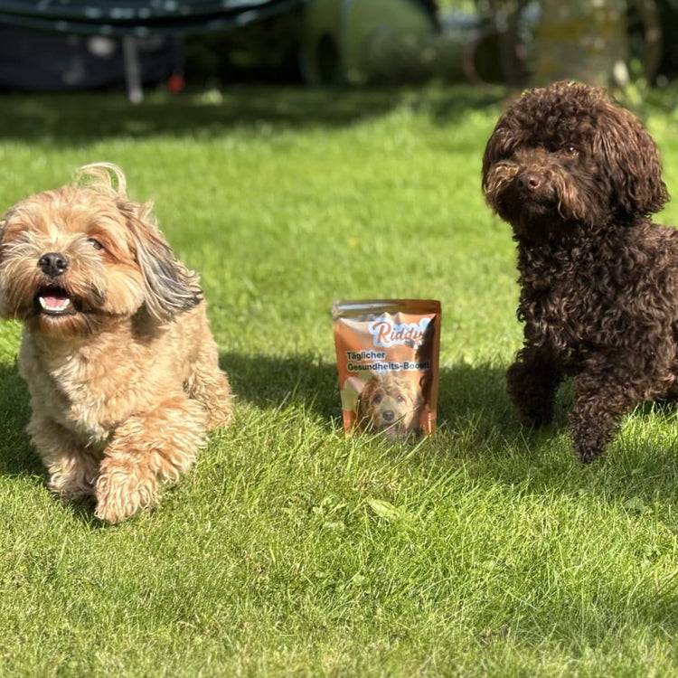 Ein kleiner hellbrauner, langhaariger Hund mit offenem Maul und ein kleiner dunkelbrauner Hund mit lockigem Fell befinden sich auf einem saftig grünen Rasen im Sonnenschein. Zwischen den beiden Hunden steht eine orangefarbene Packung von „Riddys – Täglicher Gesundheits-Boost!“.