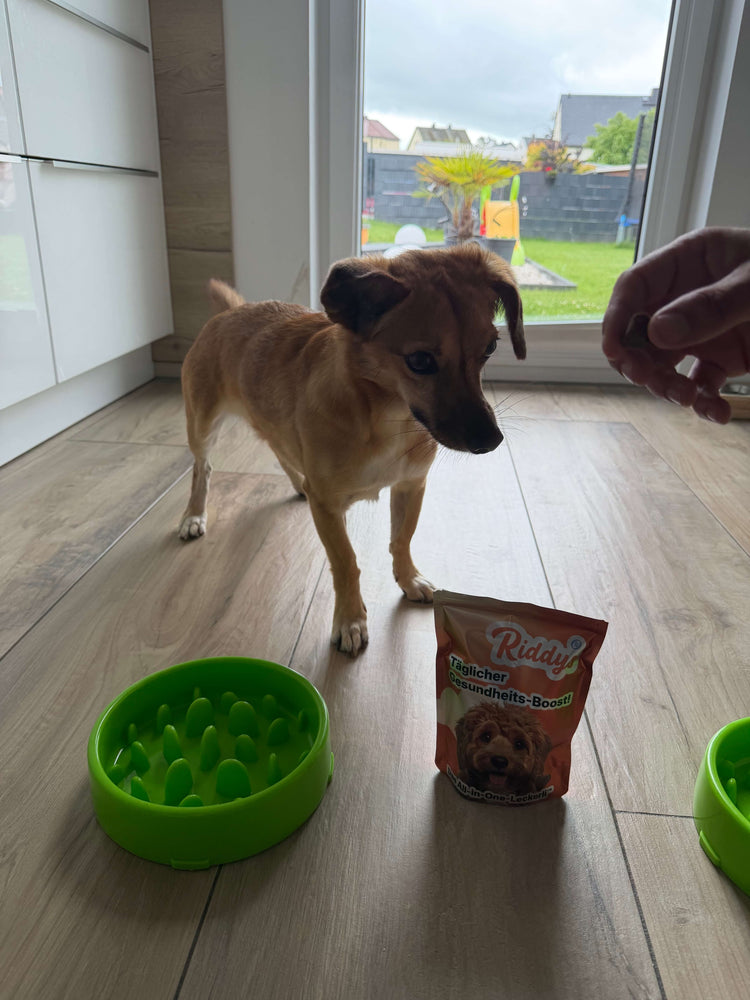 Ein kleiner, brauner Hund steht auf einem hellen Laminatboden und blickt konzentriert nach rechts oben zu der Hand einer Person, die ein Leckerli bereitstellt. Vor dem Hund stehen ein grüner Antischlingnapf und eine Stehtüte der Marke „Riddys“. Durch das große Terrassenfenster im Hintergrund ist ein bewölkter Himmel über einem grünen Garten zu erkennen.