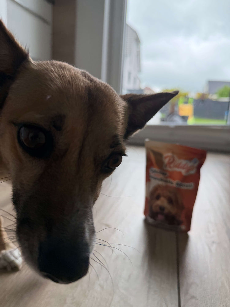 Extreme Nahaufnahme eines kleinen, hellbraunen Hundes, der mit großen, dunklen Augen neugierig direkt in die Kamera blickt. Im leicht verschwommenen Hintergrund steht eine orange-braune Produktverpackung der Marke „Riddys“ auf einem hellen Holzboden vor einem großen Fenster.
