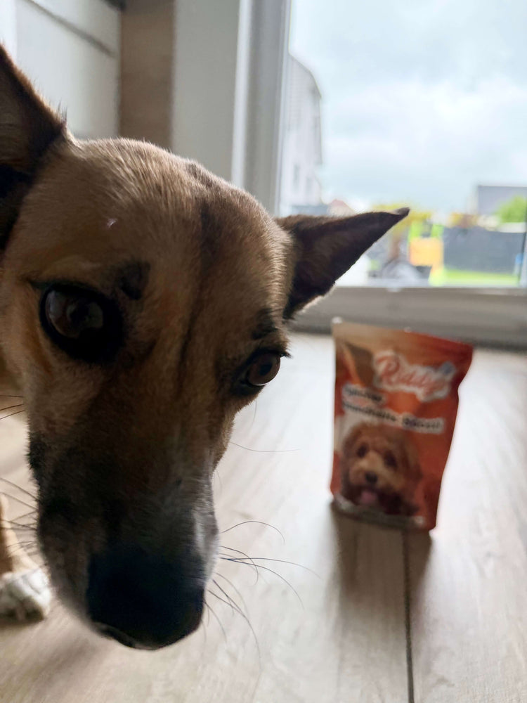 Extreme Nahaufnahme eines kleinen, hellbraunen Hundes, der mit großen, dunklen Augen neugierig direkt in die Kamera blickt. Im leicht verschwommenen Hintergrund steht eine orange-braune Produktverpackung der Marke „Riddys“ auf einem hellen Holzboden vor einem großen Fenster.