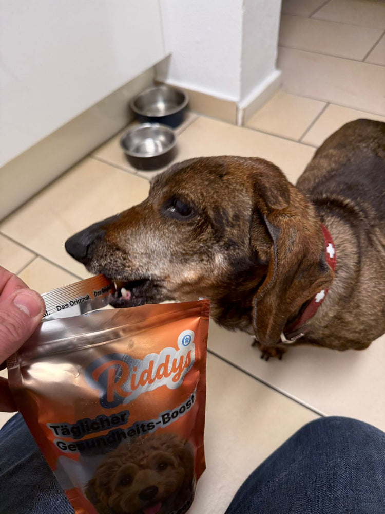 Ein braun-gestromter Dackel mit einem roten Halsband mit weißen Schweizer Kreuzen steckt seine Nase tief in eine orangefarbene Snack-Verpackung der Marke „Riddys“. Eine Hand hält die Tüte mit der Aufschrift „Täglicher Gesundheits-Boost!“ auf einem hellen Fliesenboden geöffnet.