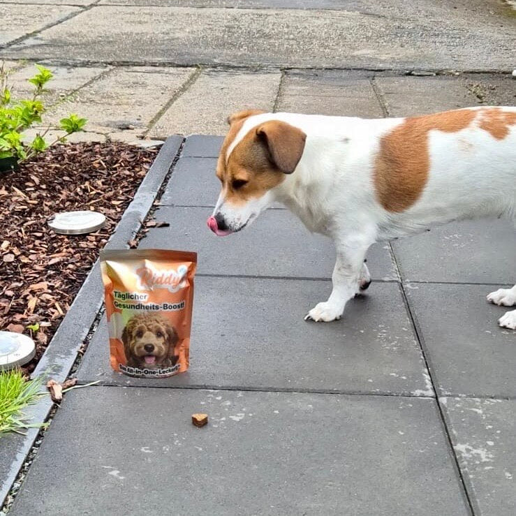 in kleiner, weißer Hund mit braunen Flecken steht im Profil auf grauen Gehwegplatten und leckt sich die Lippen. Vor ihm steht eine orangefarbene Produktverpackung mit der Aufschrift „Riddy – Täglicher Gesundheits-Boost“. Ein einzelnes Leckerli liegt direkt davor auf dem Boden. Der Hintergrund zeigt einen gepflasterten Innenhof.