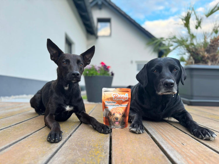 Ein schwarzer Hund mit großen Stehohren und ein älterer, schwarzer Labrador liegen entspannt auf den Holzdielen einer Terrasse vor einem weißen Haus. Direkt zwischen ihnen steht eine orangefarbene Packung „Riddys – Täglicher Gesundheits-Boost! All-in-One-Leckerli“.