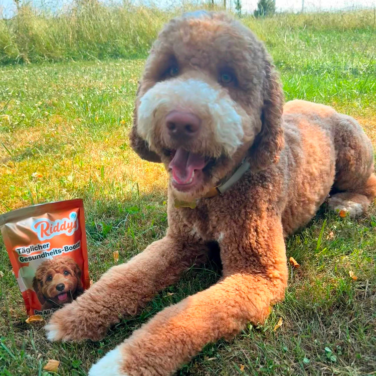 Eine Nahaufnahme eines großen, lockigen Hundes (Pudel-Mischling) mit rötlich-braunem und weißem Fell, der auf einer Wiese mit grünem und gelblichem Gras liegt. Der Hund blickt direkt mit einem glücklichen, hechelnden Gesichtsausdruck in die Kamera. Er hat weiße Pfoten und viel weißes Fell um die Schnauze und trägt ein hellgraues Halsband mit einer goldfarbenen Hundemarke. Rechts neben dem Hund steht eine aufrechte, rote und orangefarbene Standtüte von Riddys und dem "Täglichen Gesundheits-Boost!"