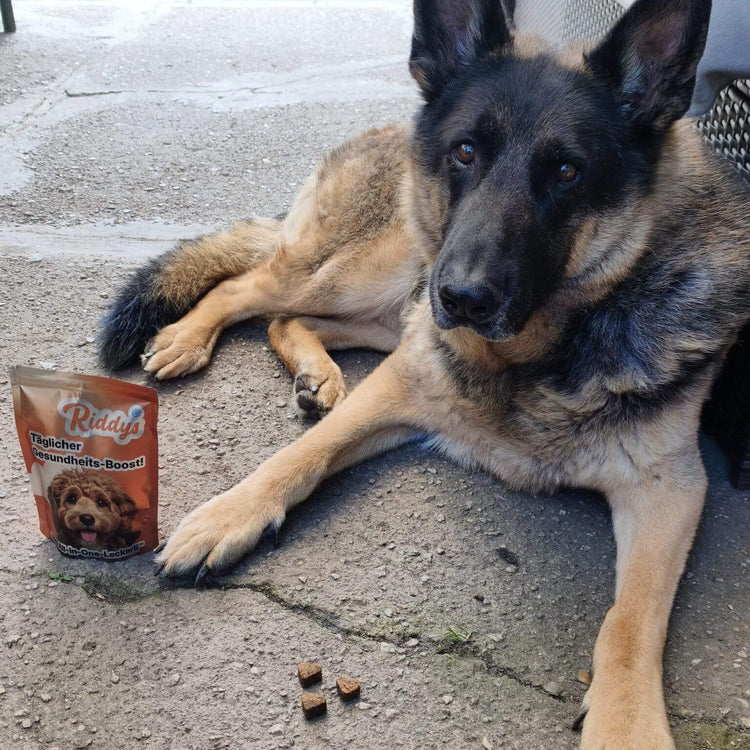Ein großer Deutscher Schäferhund liegt im Halbprofil auf einem Betonboden und schaut direkt in die Kamera. Links neben ihm steht eine orangefarbene Türe „Riddys – Täglicher Gesundheits-Boost!“. Direkt vor der Packung und zwischen seinen Vorderpfoten liegen drei kleine, dunkle Leckerlis auf dem Boden.