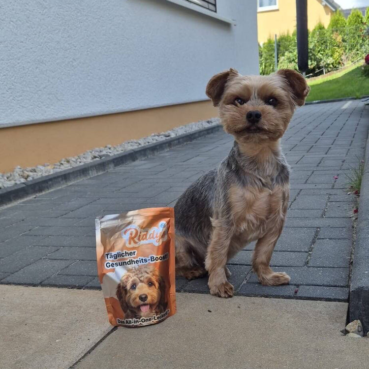 Ein kleiner, kurzhaariger, beigefarbener Terrier-Mischling sitzt aufmerksam auf einem gepflasterten Gehweg. Links neben ihm steht eine orange-braune wiederverschließbare Tüte mit der Aufschrift "Riddys" und dem Produktnamen "Täglicher Gesundheits-Boost!". Der Hund blickt direkt in die Kamera. Im Hintergrund ist ein modernes, weißes Wohnhaus mit heruntergezogenen Jalousien sowie ein gelbes Nachbarhaus zu sehen.