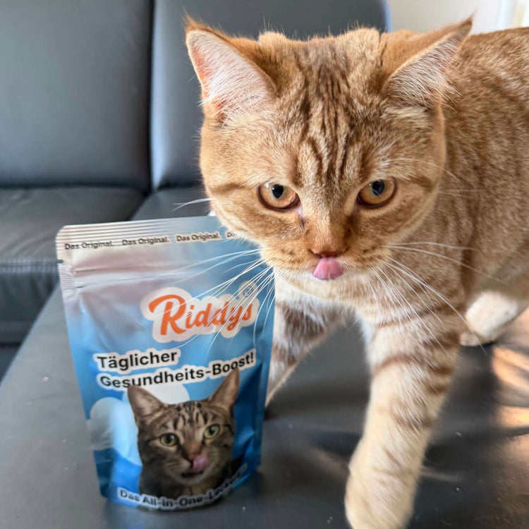 Nahaufnahme einer roten, getigerten Katze mit bernsteinfarbenen Augen auf einer schwarzen Ledercouch. Die Katze blickt in die Kamera und leckt sich mit der Zungenspitze die Nase. Links neben ihr steht eine blau-weiße Stehbeutel-Verpackung der Marke „Riddys“ mit der Aufschrift „Täglicher Gesundheits-Boost! Das All-in-One-Leckerli“. Besonders charmant: Auf der Packung ist das Bild einer getigerten Katze zu sehen, die genau wie die echte Katze die Zunge herausstreckt.