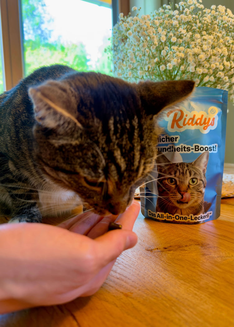 Eine getigerte Katze knabbert ein kleines Leckerli aus einer geöffneten Hand. Dahinter steht eine blaue Verpackung der Marke „Riddys“ mit der Aufschrift „Das All-in-One-Leckerli“ auf einem Holztisch neben weißen Blumen. Das ist Rudy – unser 11-jähriger Kater und der eigentliche Chef hinter Riddys. Ohne ihn gäbe es diese Marke nicht! Als unser strengster Produkttester liebt er seine drei morgendlichen Leckerlis abgöttisch. Sein glänzendes Fell und seine Agilität sind für mich jeden Tag der schönste Beweis, d