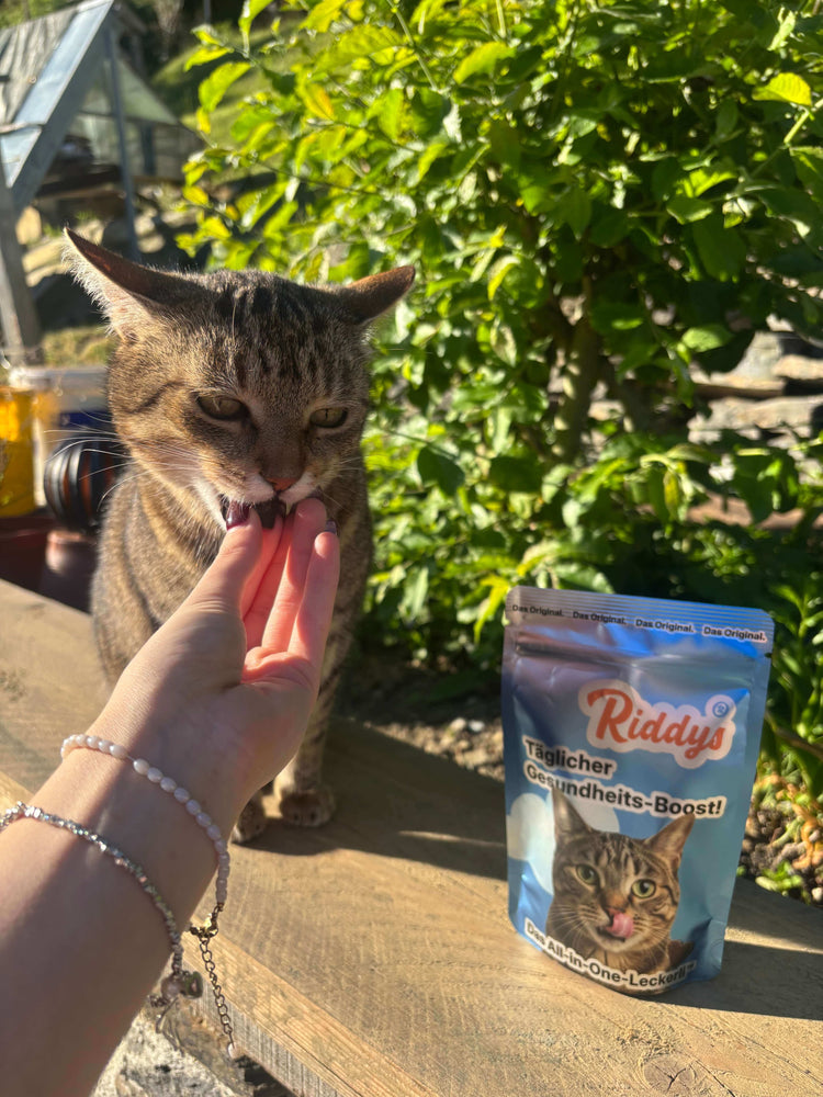 Eine getigerte Katze wird im sonnigen Garten mit einem dunklen Nahrungsergänzungsmittel-Snack aus der Hand gefüttert. Daneben steht der blaue Standbeutel von Riddys „Täglicher Gesundheits-Boost! Das All-in-One-Leckerli.