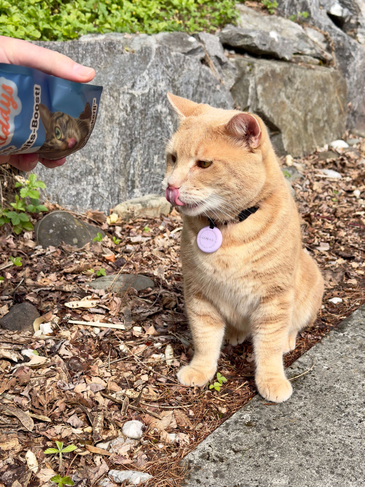 Eine hellrote getigerte Katze mit einem fliederfarbenen Halsband-Anhänger sitzt draußen auf trockenem Laub und leckt sich erwartungsvoll die Lippen. Von links oben ragt eine Hand ins Bild, die eine blaue „Riddys“-Leckerli-Verpackung hält. Im Hintergrund ist eine graue Steinmauer.