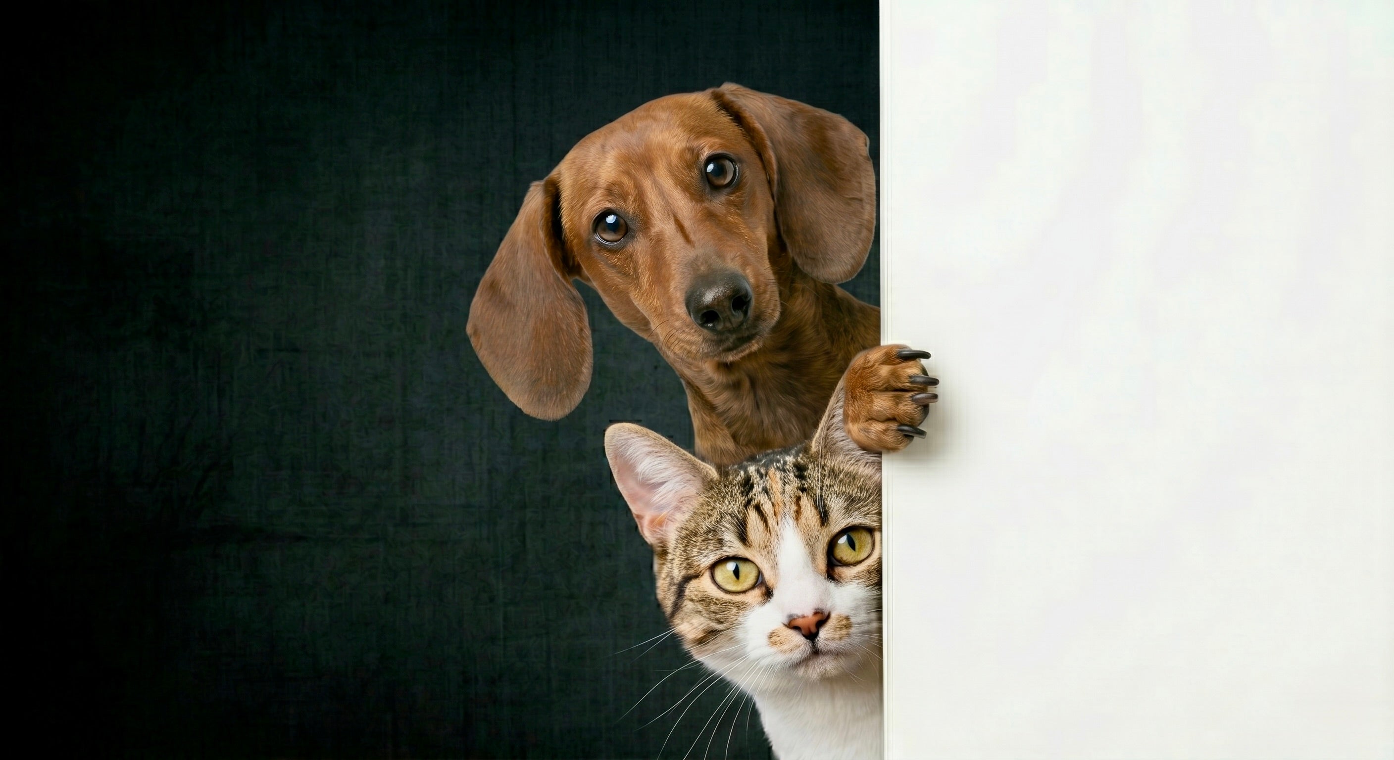 Zu sehen ist ein brauner Dackel sowie eine getigert weiße Katze, die fragend um eine Wand schauen.
