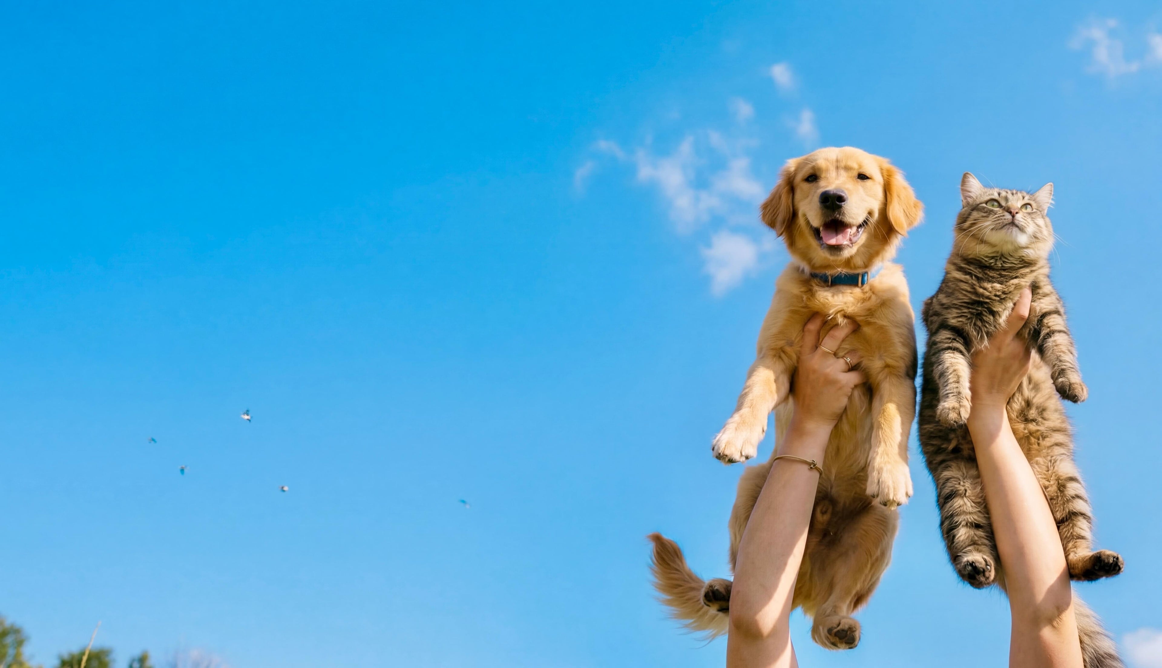 Zwei Hände halten einen Golden Retriever-Welpen und eine getigerte Katze hoch gegen einen klaren blauen Himmel für Riddys, die Premium Multivitamin-Nahrungsergänzung für Hund und Katze.