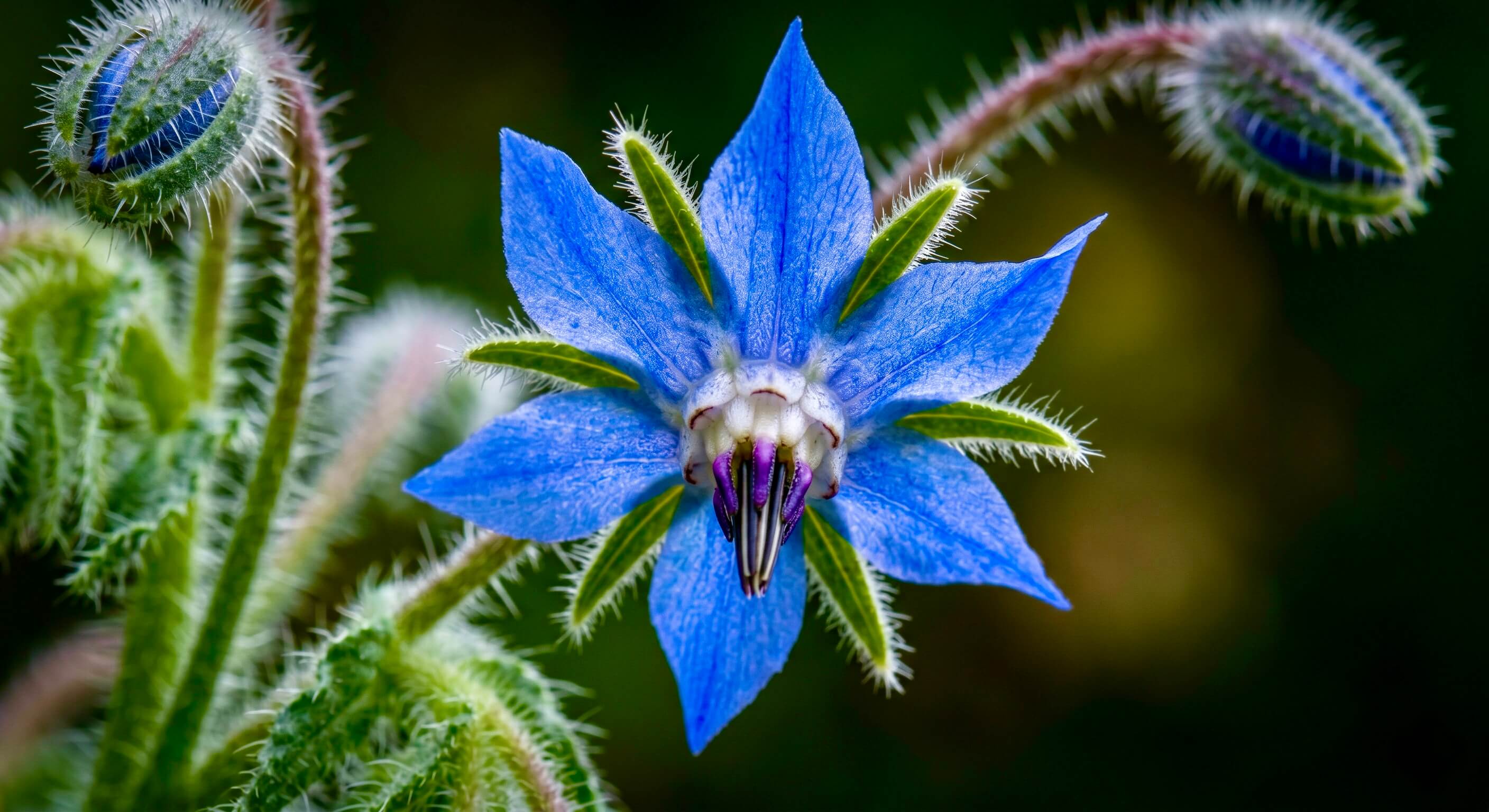 Nahaufnahme einer leuchtend blauen Borretsch-Blüte mit feinen, hellen Härchen an den Blättern und dem eingeblendeten Text 'Borretschöl'. Das Bild visualisiert die natürliche, pflanzliche Quelle für diesen pflegenden Inhaltsstoff der Riddys Premium-Nahrungsergänzung für Hund und Katze.