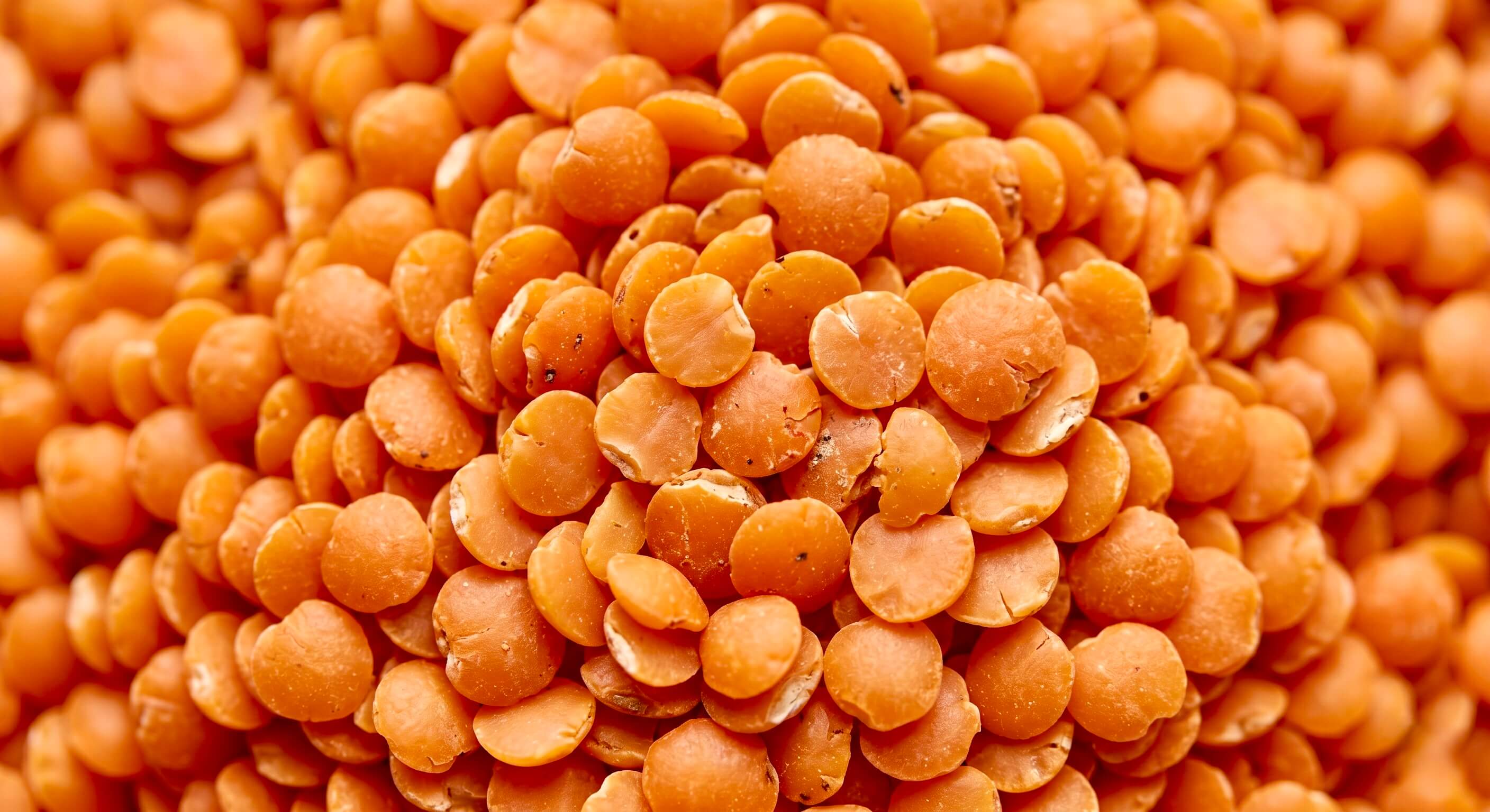 Nahaufnahme von vielen orangefarbenen Linsen mit dem eingeblendeten Text 'Eisen'. Das Bild visualisiert eine natürliche Quelle für diesen wichtigen Mineralstoff in der Riddys Premium-Nahrungsergänzung für Hund und Katze.