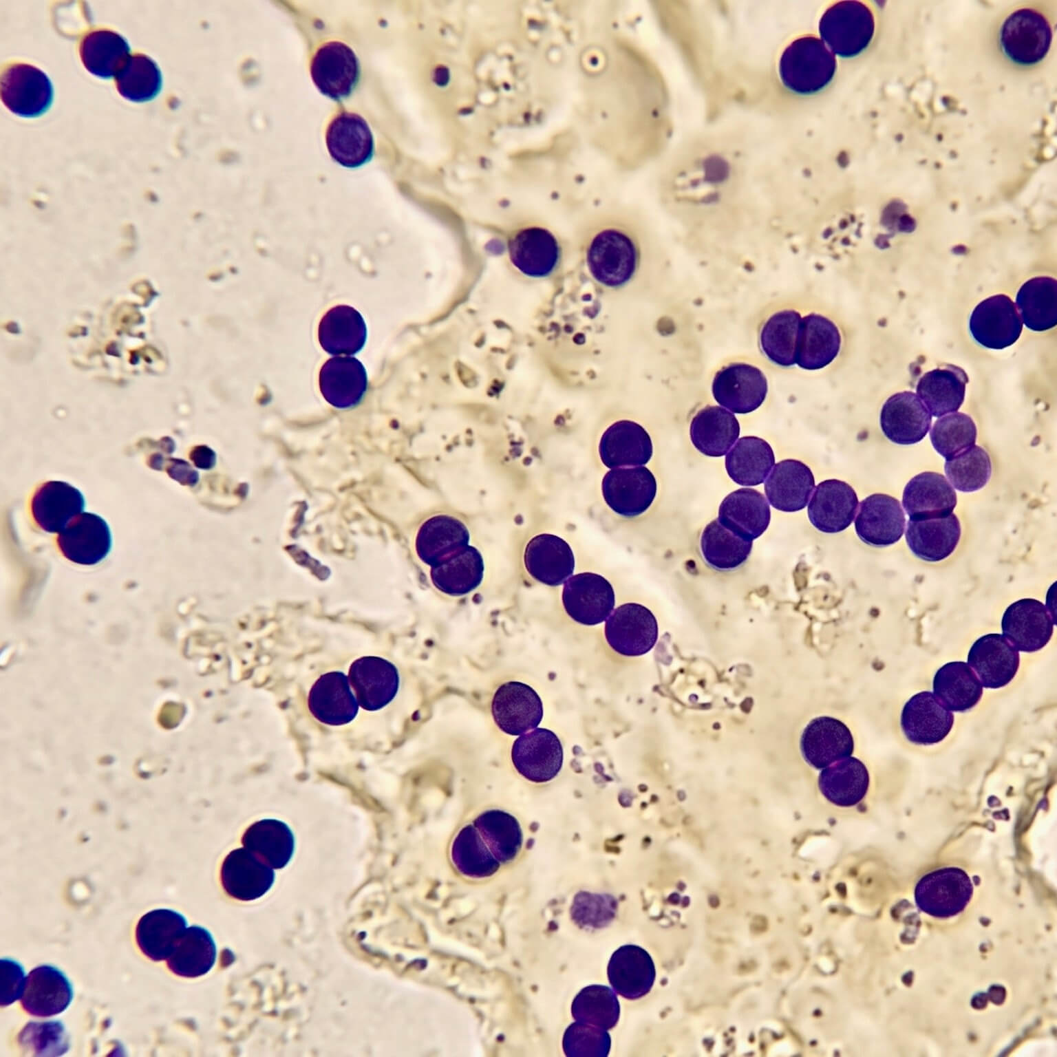 Mikroskopische Aufnahme von lila gefärbten Enterococcus lactis Bakterien, die in Paaren und kurzen Ketten angeordnet sind, mit dem eingeblendeten Text 'Enterococcus lactis'. Das Bild visualisiert diesen probiotischen Inhaltsstoff der Riddys Premium-Nahrungsergänzung für Hund und Katze.
