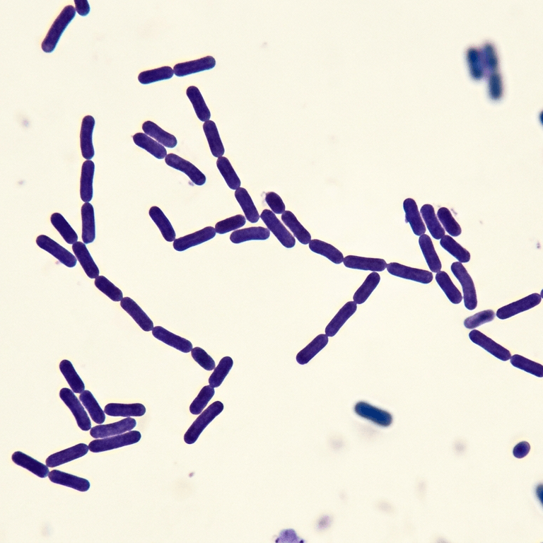 Mikroskopische Aufnahme von lila gefärbten, stäbchenförmigen Lactobacillus helveticus Bakterien auf weißem Hintergrund mit dem eingeblendeten Text 'Lactobacillus helveticus'. Das Bild visualisiert diesen probiotischen Inhaltsstoff der Riddys Premium-Nahrungsergänzung für Hund und Katze.