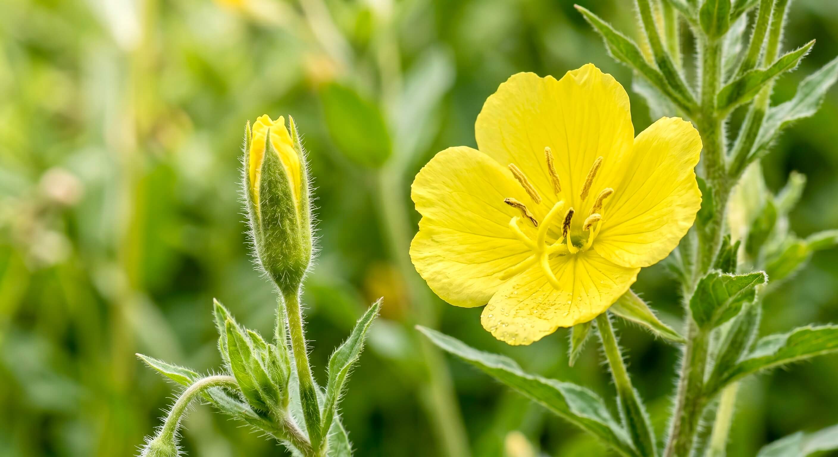 Nahaufnahme einer leuchtend gelben Nachtkerzen-Blüte mit einer geschlossenen Knospe und dem eingeblendeten Text 'Nachtkerzenöl'. Das Bild visualisiert die natürliche, pflanzliche Quelle für diesen hochwertigen Inhaltsstoff der Riddys Premium-Nahrungsergänzung für Hund und Katze.