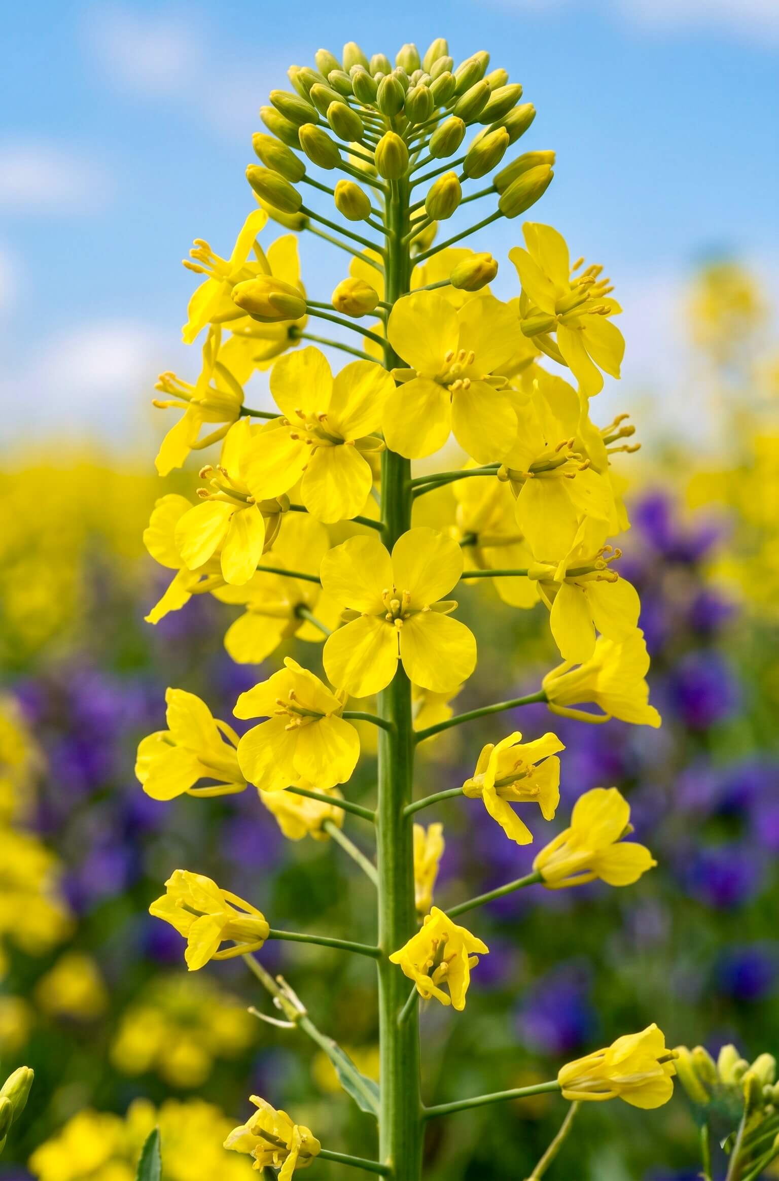 Nahaufnahme einer leuchtend gelben Rapsblüte vor einem unscharfen Feldhintergrund mit dem eingeblendeten Text 'Rapsöl'. Das Bild visualisiert die natürliche, pflanzliche Quelle für diesen Inhaltsstoff der Riddys Premium-Nahrungsergänzung für Hund und Katze.