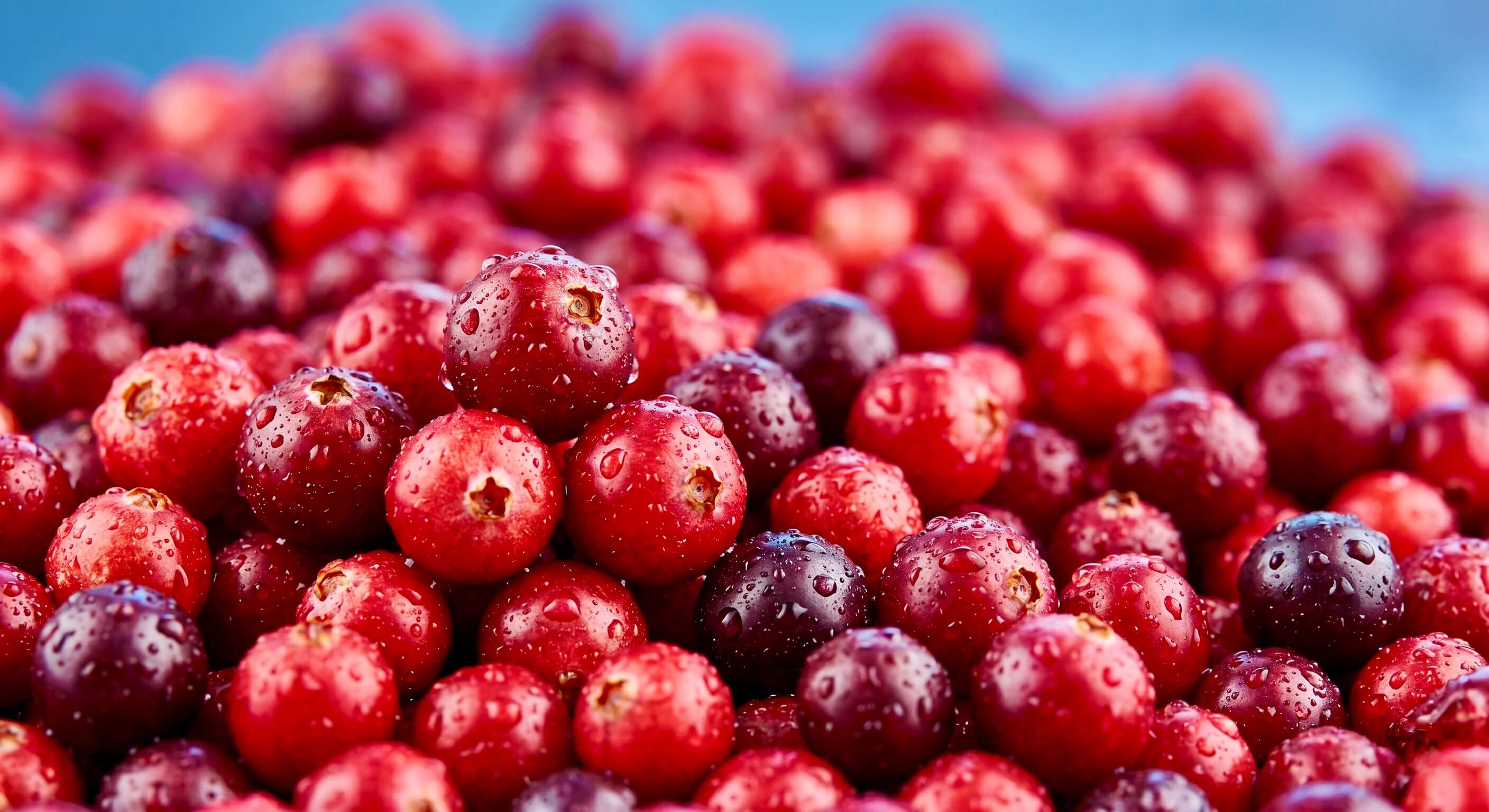 Nahaufnahme von leuchtend roten, mit Wassertropfen bedeckten Cranberries mit dem eingeblendeten Text 'Taurin'. Das Bild visualisiert einen der essenziellen Inhaltsstoffe der Riddys Premium-Nahrungsergänzung für Hund und Katze.