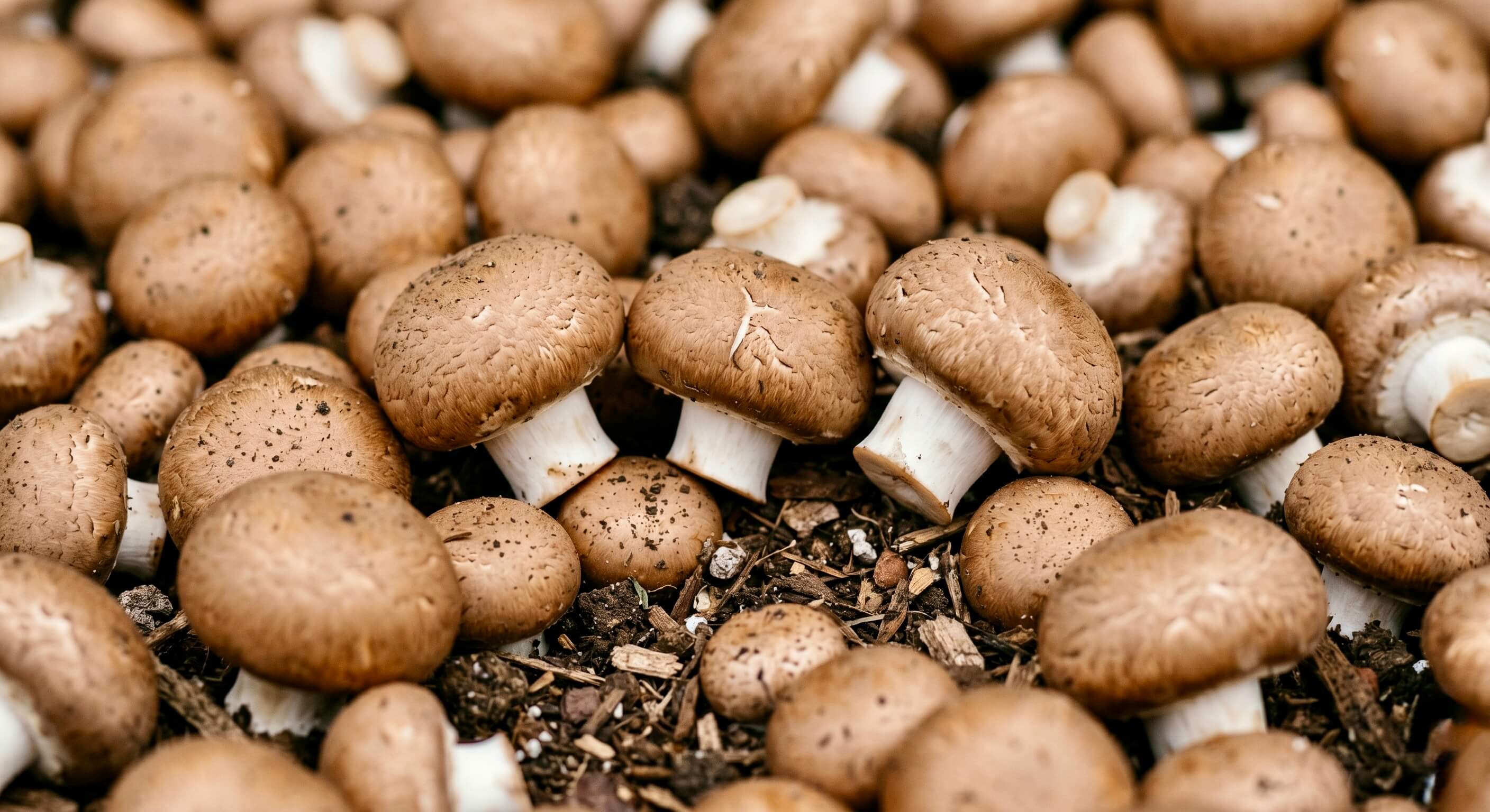 Nahaufnahme von mehreren braunen Champignons auf erdigem Waldboden mit dem eingeblendeten Text 'Vitamin B3'. Das Bild visualisiert eine natürliche Quelle für diesen Inhaltsstoff der Riddys Premium-Nahrungsergänzung für Hund und Katze.