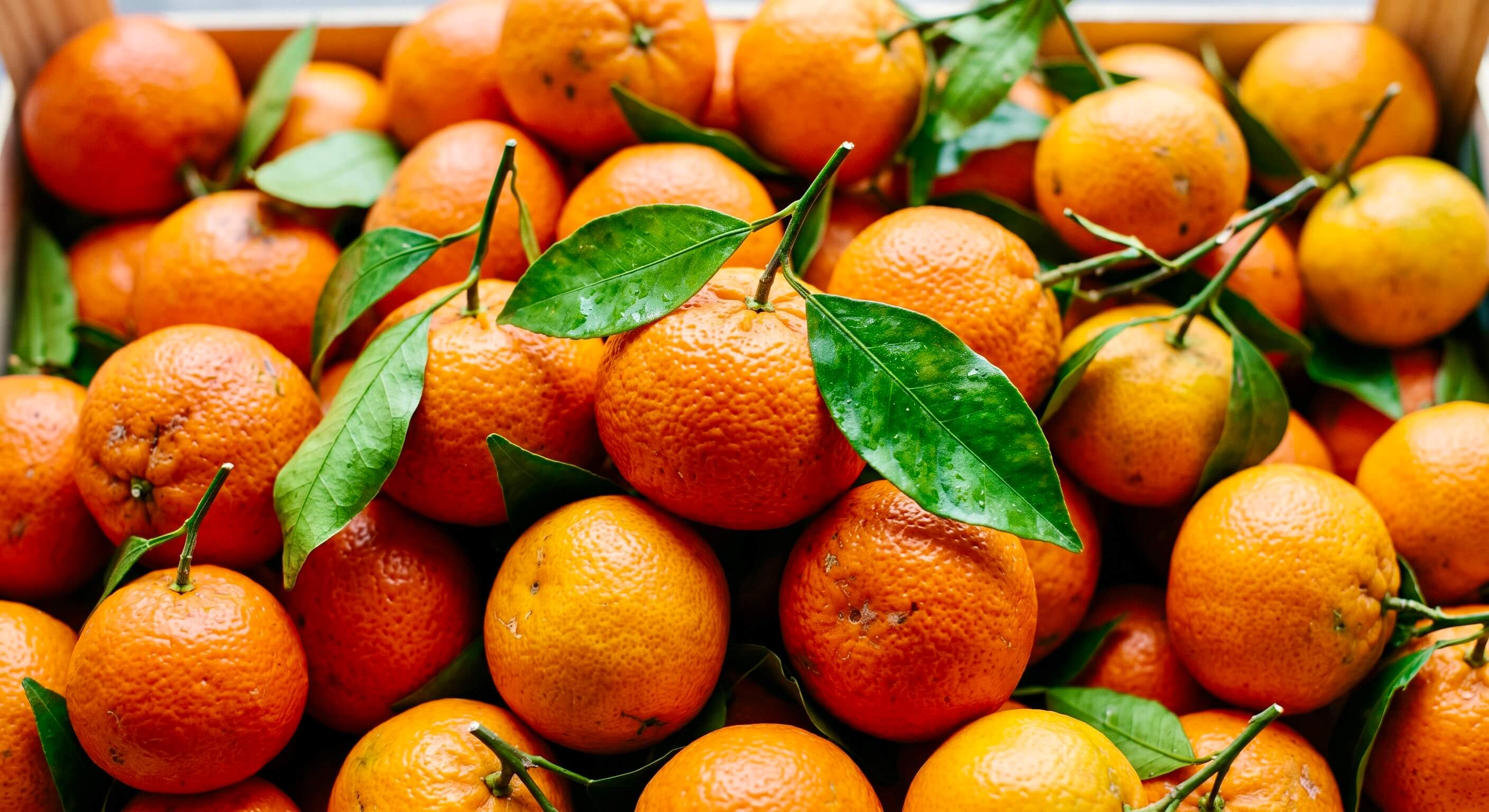 Nahaufnahme von mehreren saftigen Orangen bzw. Mandarinen mit grünen Blättern und dem eingeblendeten Text 'Vitamin C'. Das Bild visualisiert eine natürliche Quelle für dieses wichtige Vitamin in der Riddys Premium-Nahrungsergänzung für Hund und Katze.