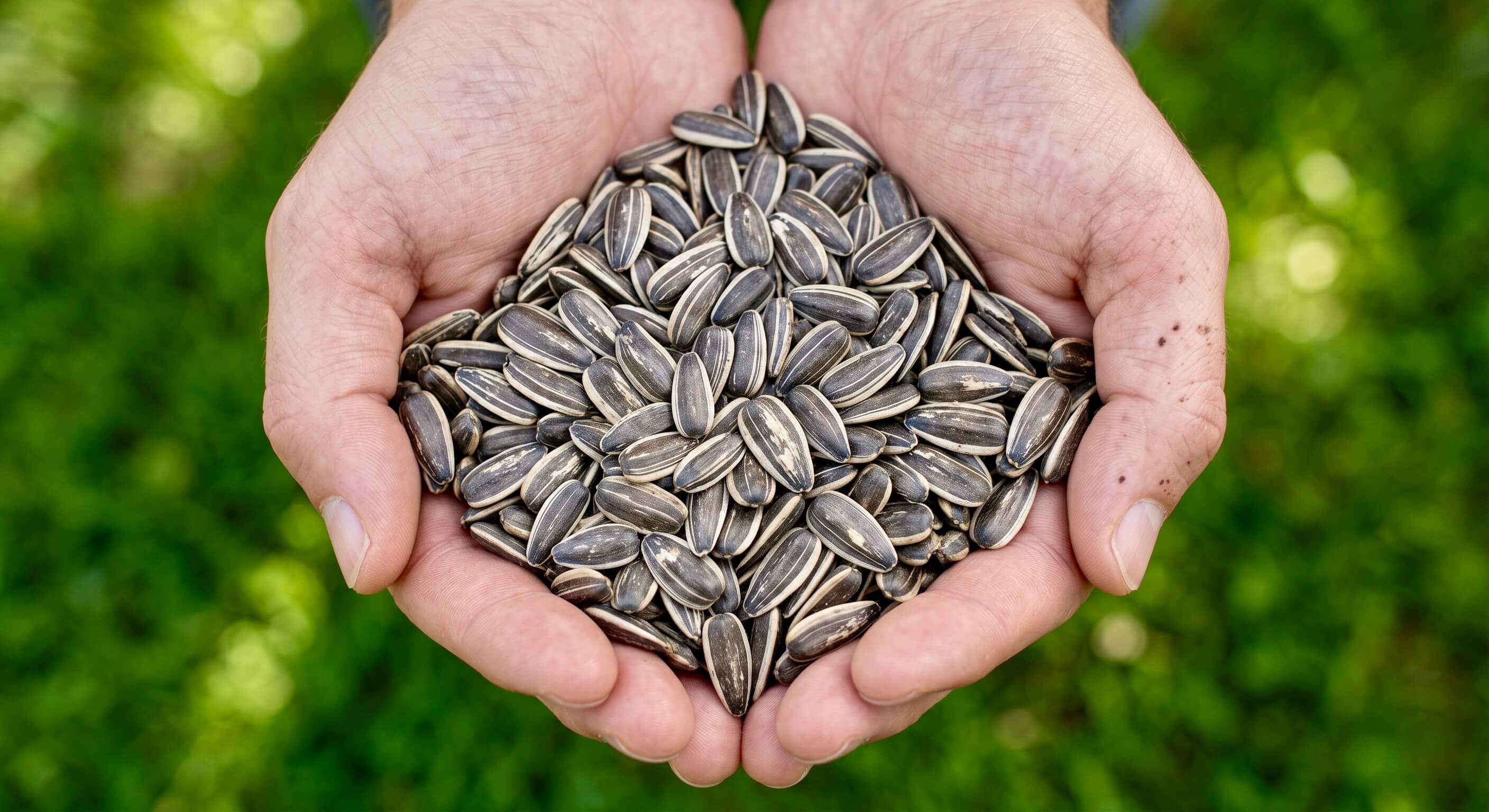 Nahaufnahme von zwei geöffneten Händen, die eine große Handvoll gestreifter Sonnenblumenkerne halten, mit dem eingeblendeten Text 'Vitamin E'. Das Bild visualisiert eine natürliche, kraftvolle Quelle für dieses wichtige Antioxidans in der Riddys Premium-Nahrungsergänzung für Hund und Katze.