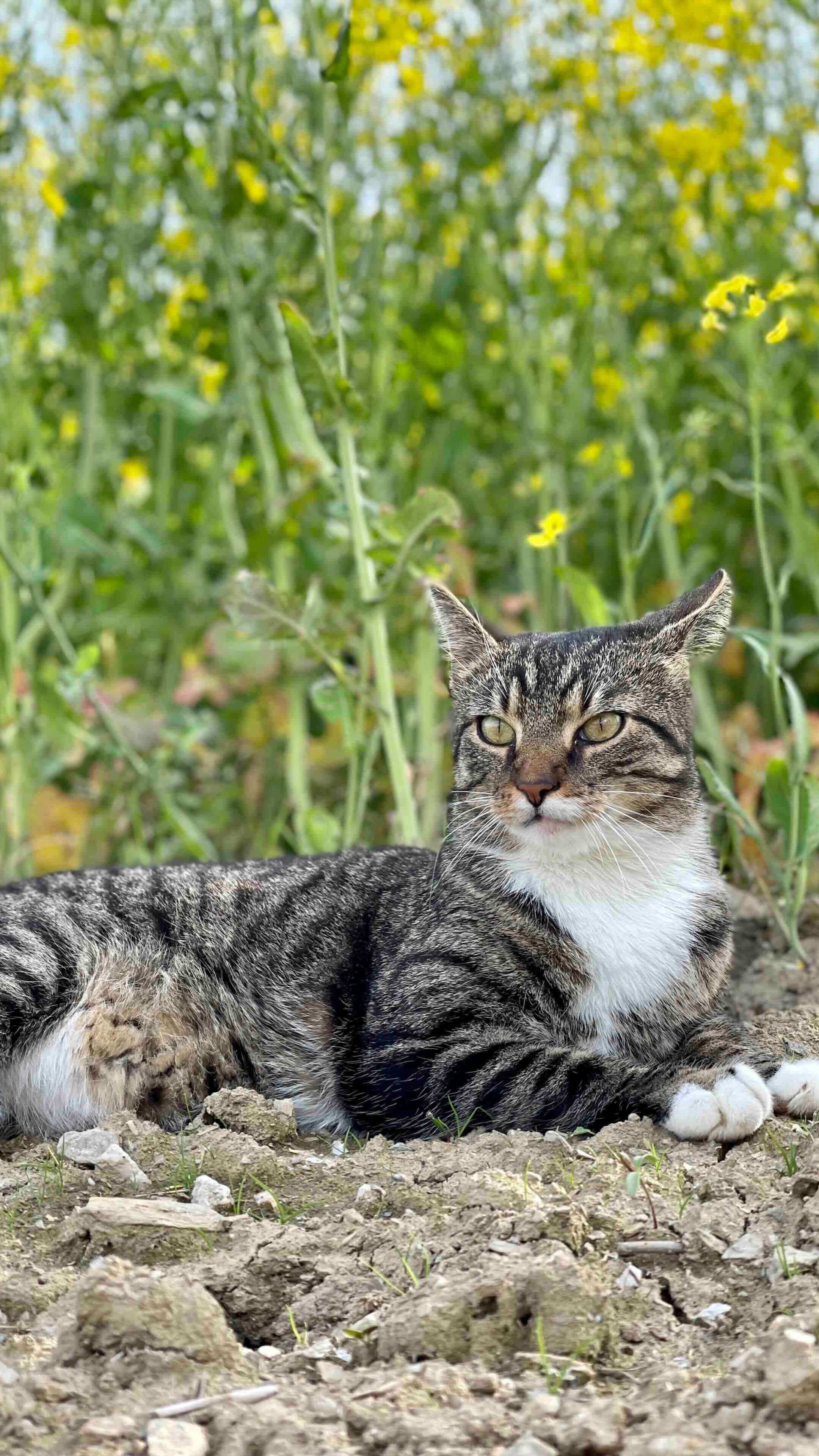 Nahaufnahme der getigerten Katze mit dem Namen Rudy, die aufmerksam im grünen Gebüsch liegt. Auf der linken Seite befindet sich der weiße Text: 'Wir sind Riddys®.' Dieses Bild dient der Vorstellung der Marke.