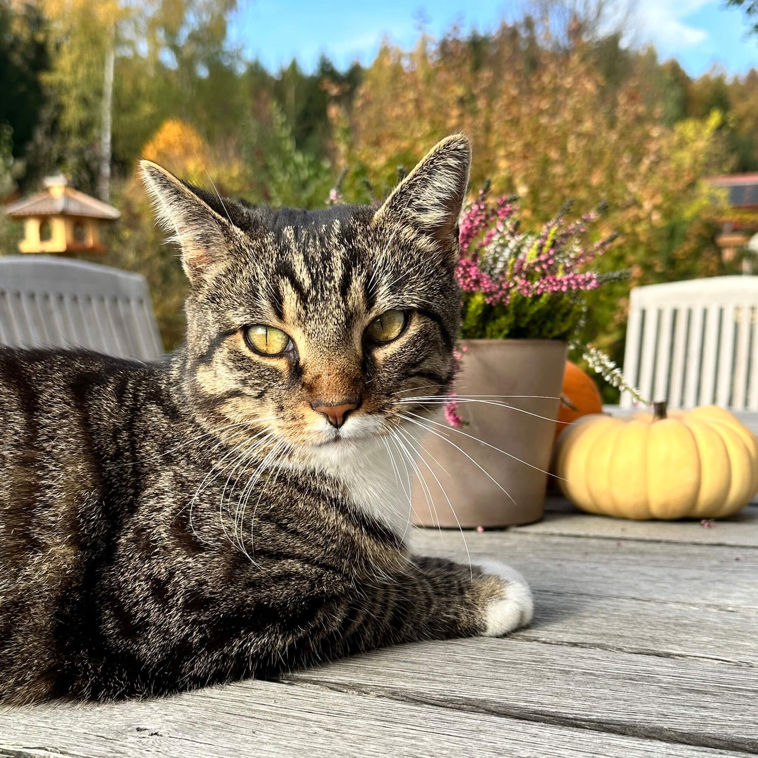 Kater Rudy, der 11-jährige Namensgeber von Riddys, liegt entspannt auf einem rustikalen Holztisch im Freien. Daneben steht der Text zur Entstehungsgeschichte der Marke: 'Aus Liebe zu Rudy. Zur Mission für alle Fellnasen.' – ein Bild, das die Leidenschaft für hochwertige Tiergesundheit unterstreicht.