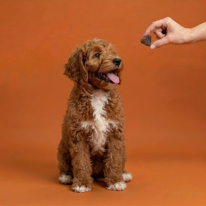 Ein niedlicher, braun gelockter Hund sitzt erwartungsvoll vor einem orangefarbenen Hintergrund und blickt zu einer Hand auf, die ein herzförmiges, dunkles Riddys Multivitamin-Leckerli als Belohnung hält.