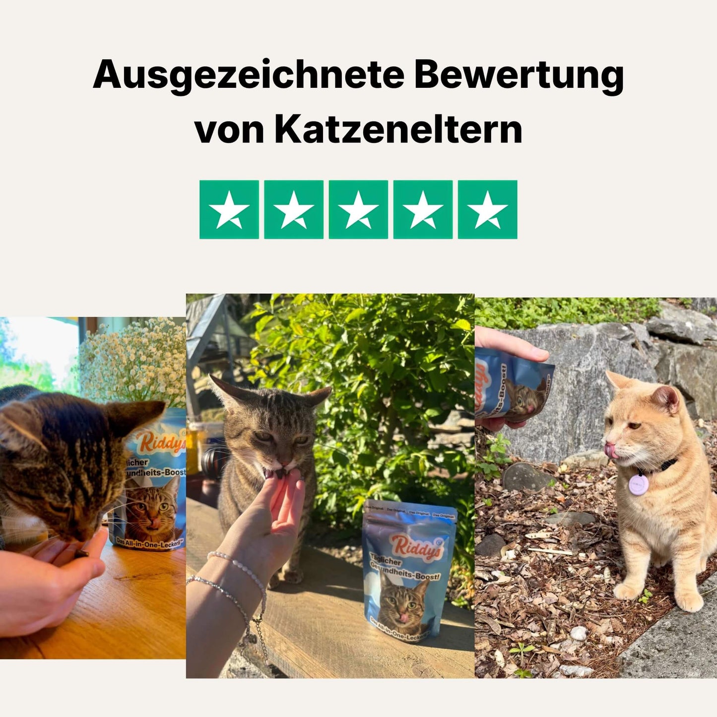 Dieses Bild zeigt die Überschrift "Ausgezeichnete Bewertung von Katzeneltern" und ein grünes 5-Sterne-Rating-Icon. Darunter befindet sich eine Collage aus Fotos, die verschiedene echte Katzen beim Fressen der Leckerlis von Riddys, neben der Produktverpackung oder beim Spielen zeigen.